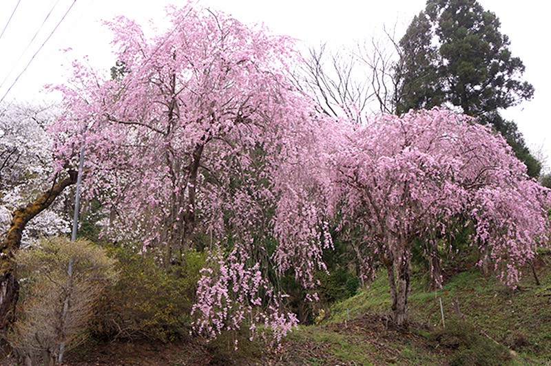 Read more about the article 桜が満開です。
